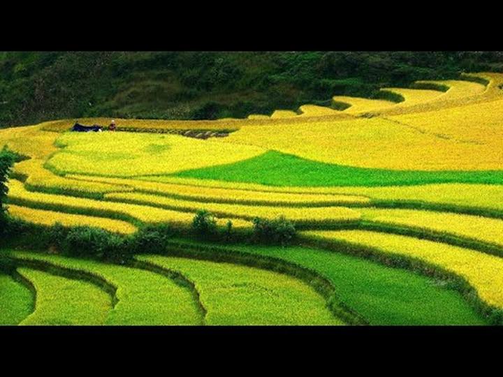 Xu Hướng Trồng Hoa Trở Thành Xu Hướng Video Marketing: Hotspot Matrix Chia Sẻ Kinh Nghiệm